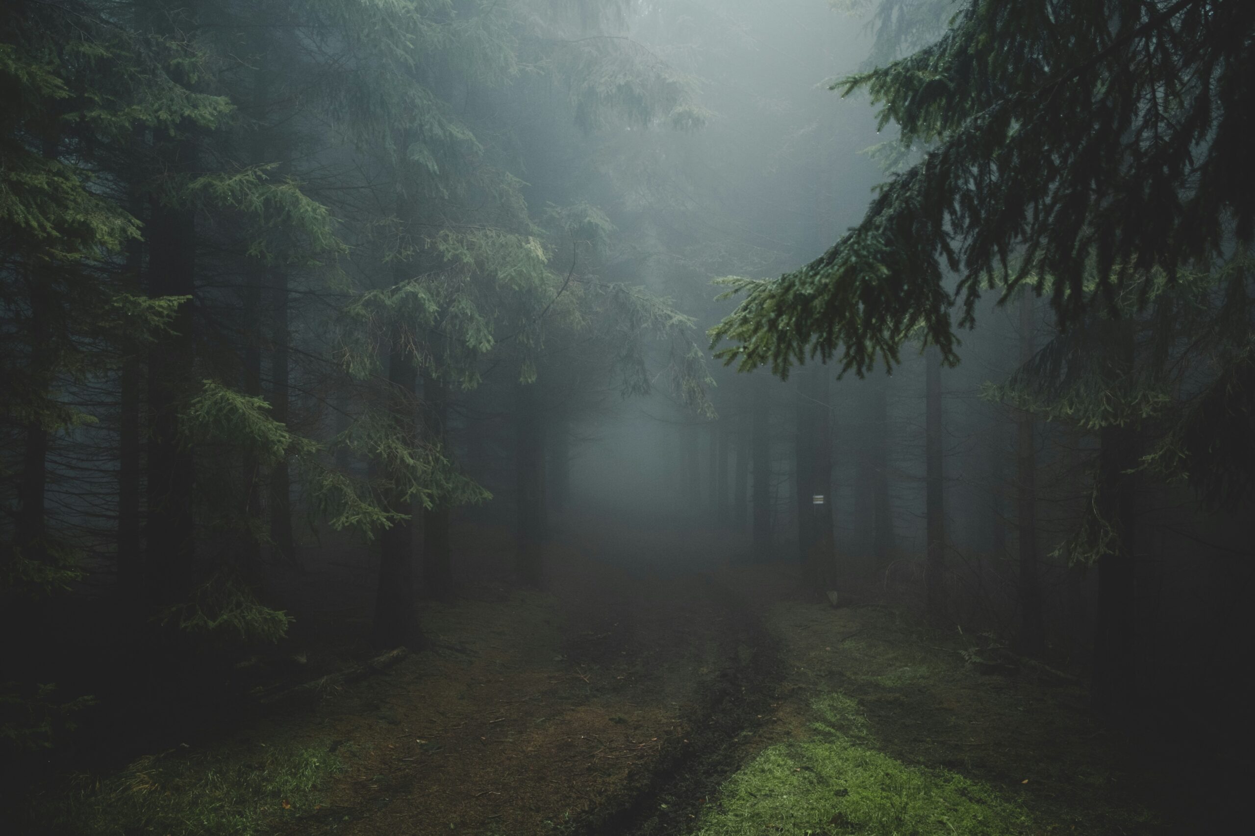 Ancient forest at dusk — the threshold where the spirit world meets the visible world